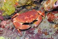 scuba diving photo