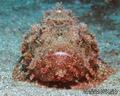 scuba diving photo