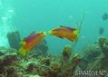scuba diving photo
