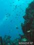 scuba diving photo