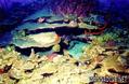scuba diving photo