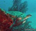 scuba diving photo