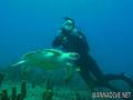 scuba diving photo