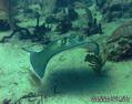 scuba diving photo