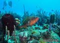 scuba diving photo
