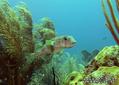 scuba diving photo