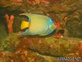 scuba diving photo