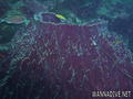 scuba diving photo