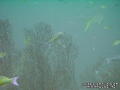 scuba diving photo