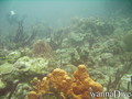 scuba diving photo