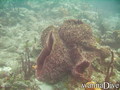 scuba diving photo