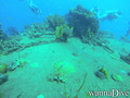 scuba diving photo