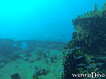 scuba diving photo
