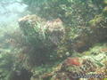 scuba diving photo