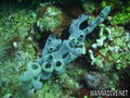 scuba diving photo