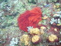 scuba diving photo