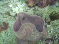 scuba diving photo