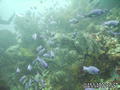 scuba diving photo