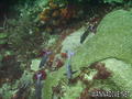 scuba diving photo
