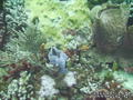 scuba diving photo