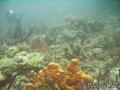 scuba diving photo