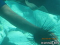 scuba diving photo