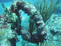 scuba diving photo