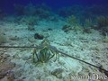 scuba diving photo