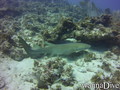 scuba diving photo