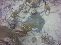 scuba diving photo