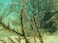 scuba diving photo