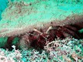 scuba diving photo