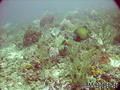 scuba diving photo
