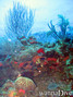 scuba diving photo