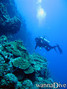 scuba diving photo