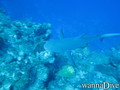 scuba diving photo