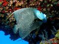 scuba diving photo