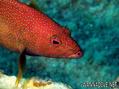 scuba diving photo