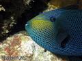 scuba diving photo