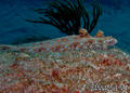 scuba diving photo