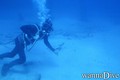 scuba diving photo