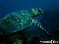 scuba diving photo