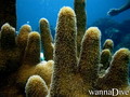 scuba diving photo