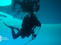 scuba diving photo