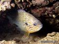 scuba diving photo