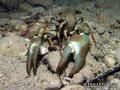 scuba diving photo