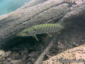 scuba diving photo
