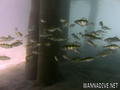 scuba diving photo