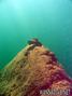scuba diving photo