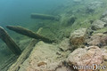 scuba diving photo